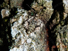 Agriopis marginaria самка-на-коре